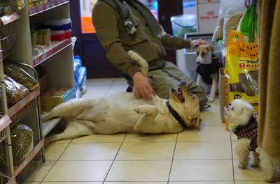 Zoo Nutrient Sklep zoologiczny Kraków